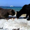 Mykonos Katzen (160)